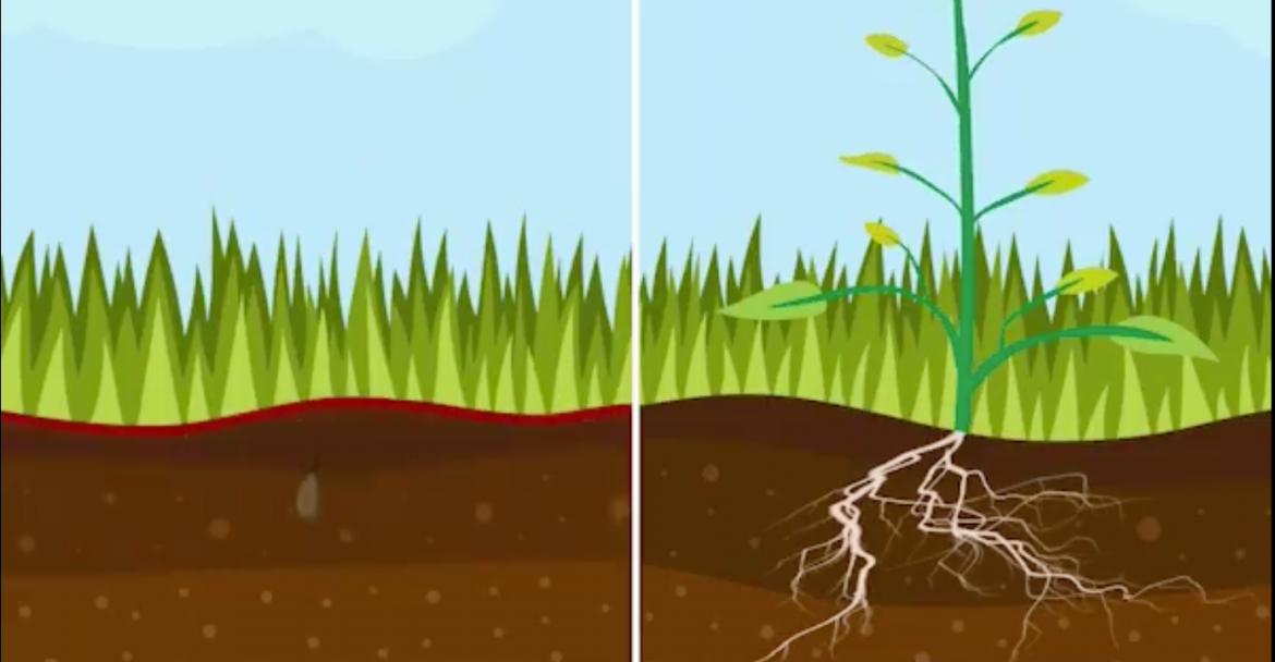 Early Season Pre-Emergent for Lawns and Beds