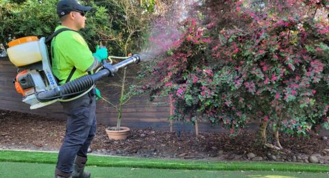 tree and shrub care